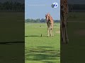 Curious giraffe inspects baby deer at Louisiana Wildlife Park