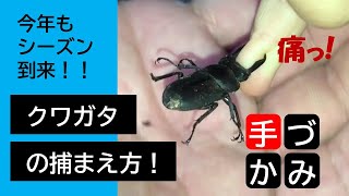 クワガタ捕まえた！How to catch Stag beetles 居場所 捕まえ方 カブト虫 カブトムシ くわがた クワガタムシ ヒラタクワガタ コクワガタ ノコギリクワガタ ミヤマクワガタ