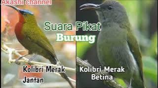 Suara Pikat Burung Kolibri Merak Jantan Dan Betina Ribut mp3