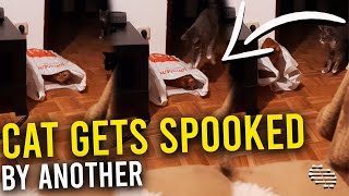 Cat Gets Spooked by Another Who Is Hiding Inside a Bag Making Owners Laugh
