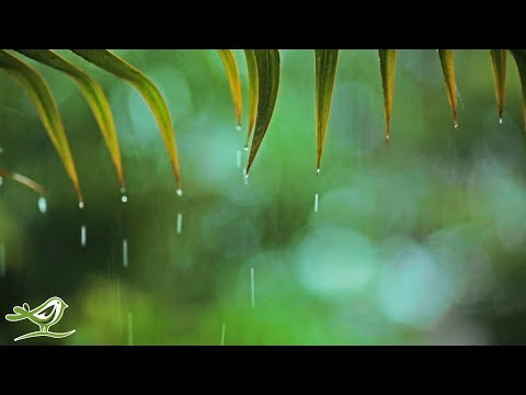 Relaxing Piano Music & Rain Sounds 24/7