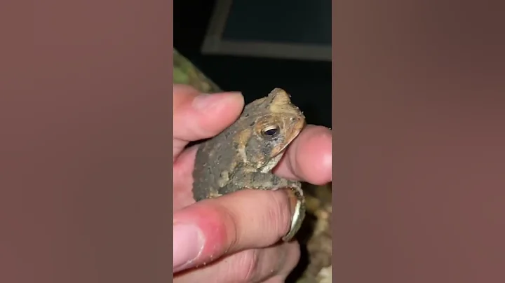 What’s the difference between Frogs and Toads?! - DayDayNews