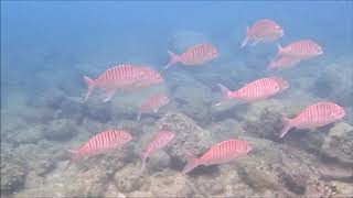 Pez Herrera (lithognathus mormyrus), en los mares de Canarias