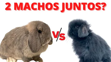 ¿Puedo tener 3 conejos juntos?