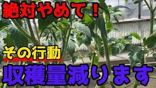 【トマト】初心者がやりがちな、収穫量を減らす間違った行動3選を紹介します。【家庭菜園】