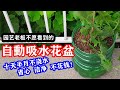 (上)再也不用花高价买花盆了,五分钟制作自动吸水种植盆,省土,保湿,洁净,比种植袋好太多!/ How to Make Automatic Water-absorbing Planter?