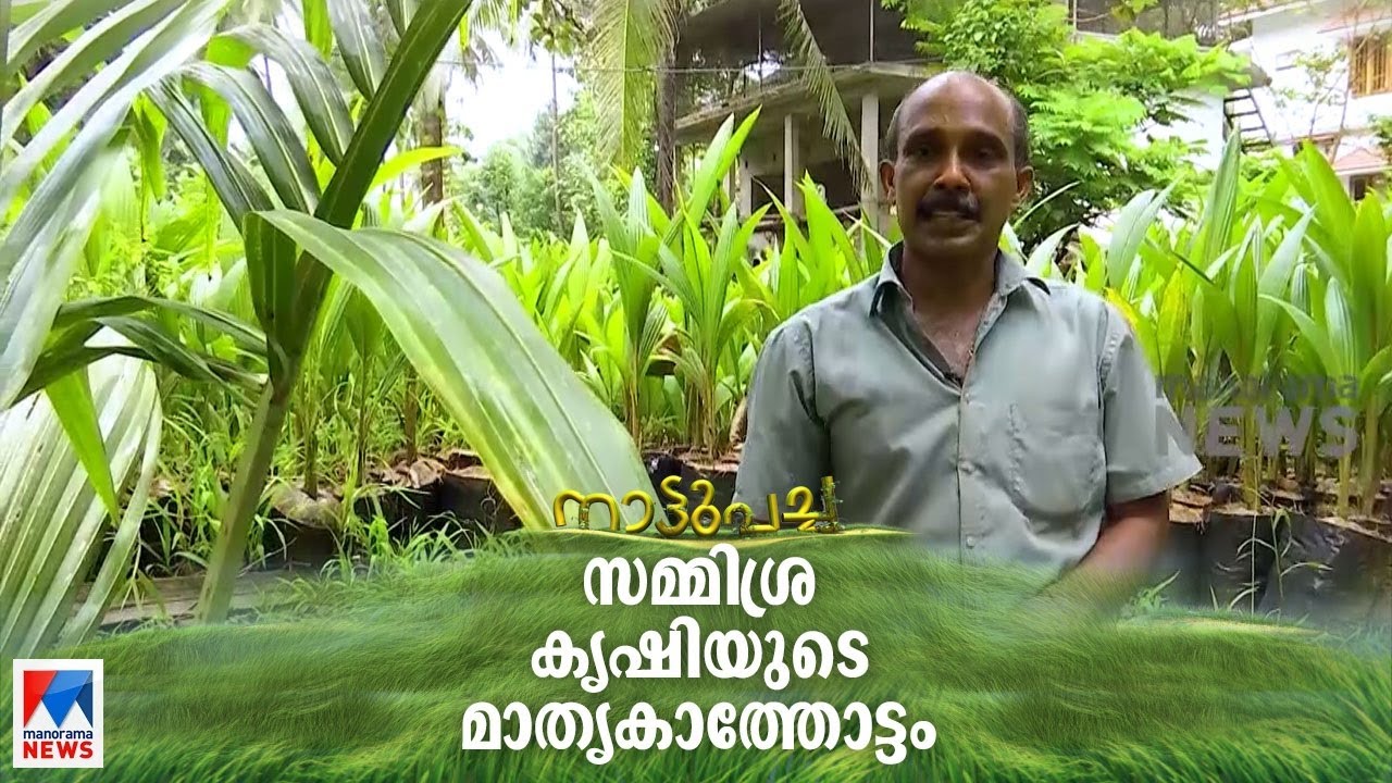 തെങ്ങ് കൃഷിയില്‍ വേറിട്ട മാതൃക; ഡൊമിനിക്കിന്റെ മാതൃക കൃഷിത്തോട്ടം | Nattupacha