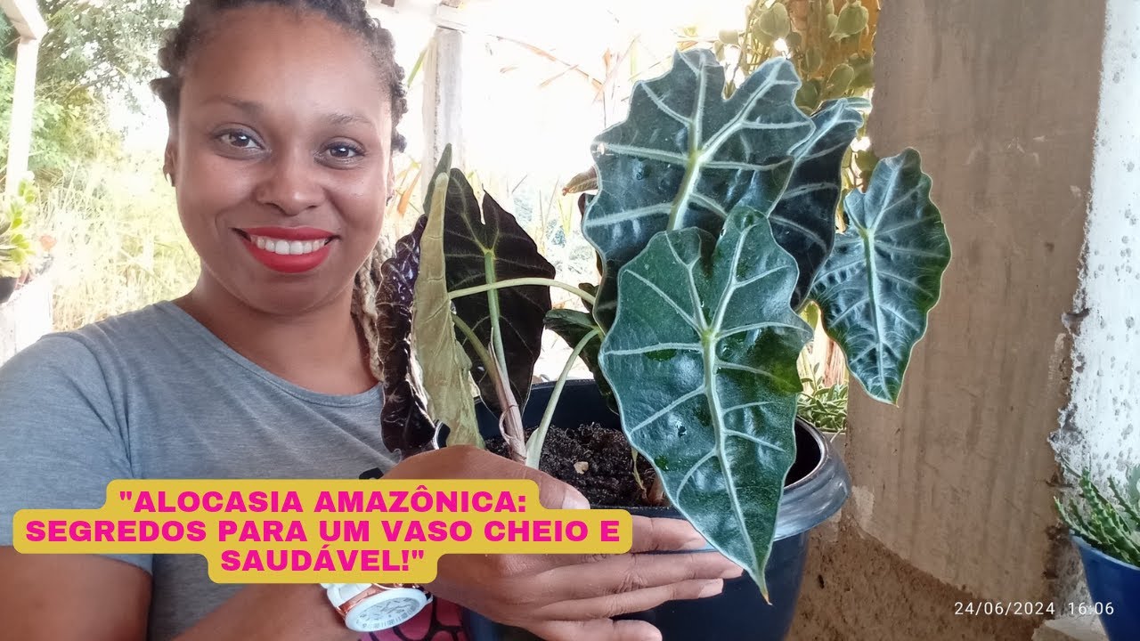 TUDO SOBRE A ALOCASIA AMAZÔNICA: GUIA COMPLETO + DICAS DE CULTIVO!