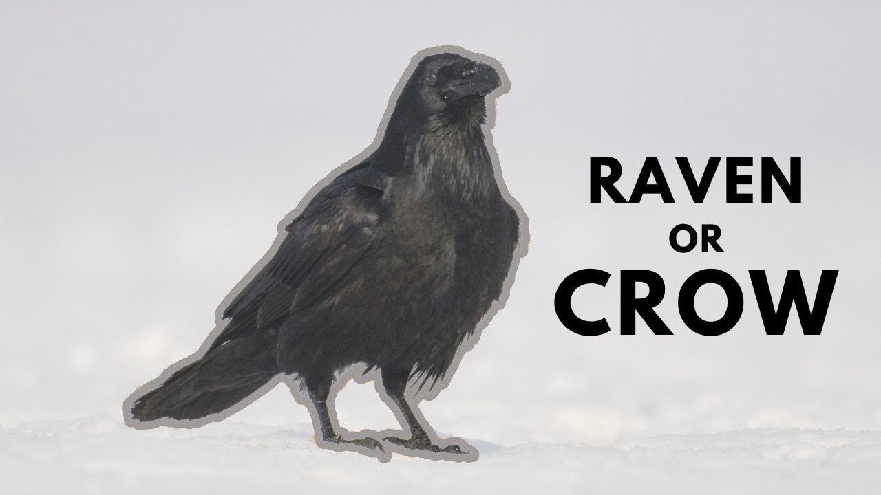 Plate 60 - Jackdaws, Rooks, Crows and Ravens - A Field Guide to