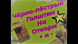 Научите - Как откормить бычка голштина....