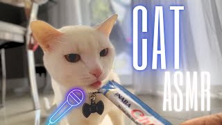 Cat Eating Churu Treats 🎩🤍 | ASMR Licking Sounds 👅🎧 by 👑 Miss Lulu & 🎩 Sir Dub-B  394 views 11 months ago 2 minutes