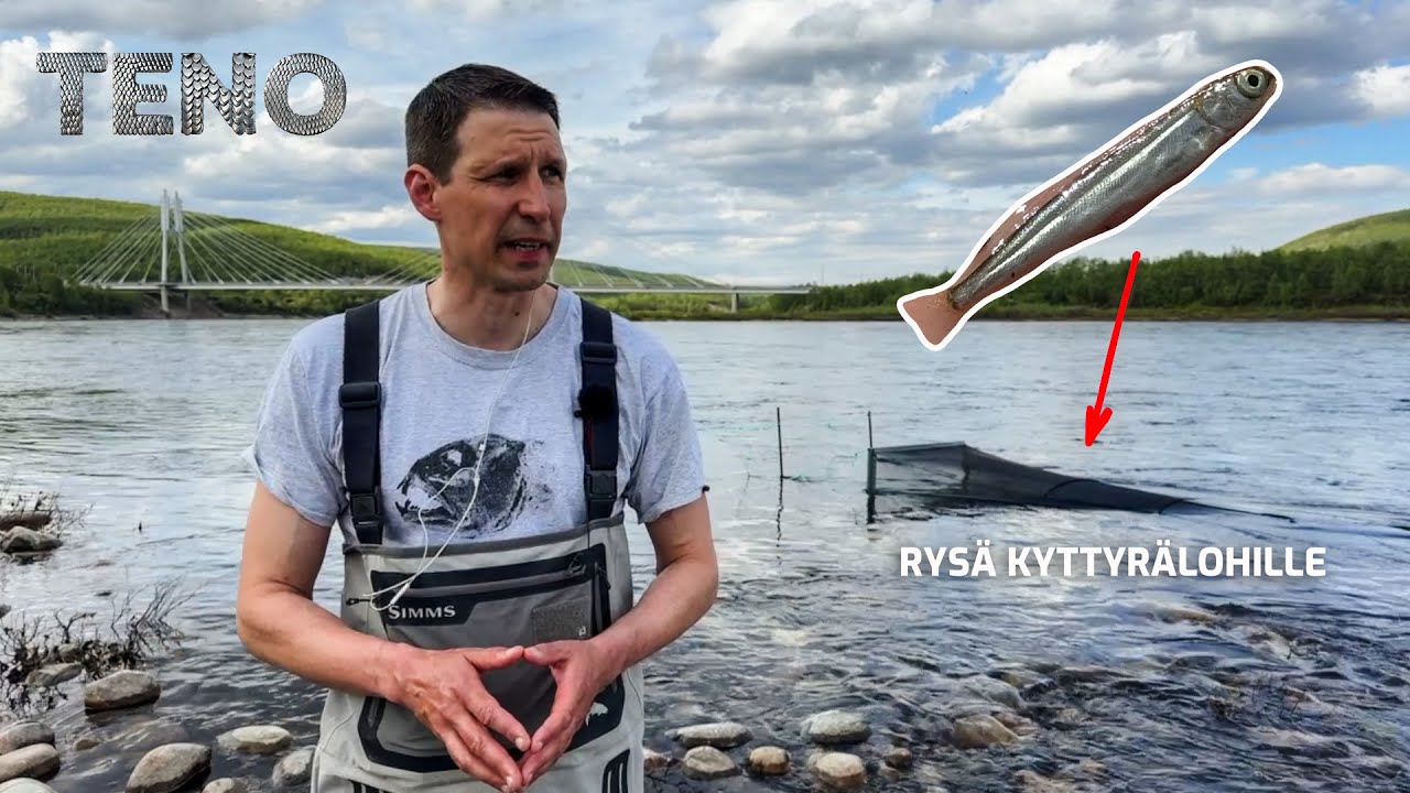 TILANNE TENOJOELLA KESÄLLÄ 2024