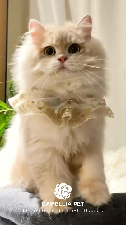 Camellia Pets upcoming new arrivals – follow us if you like！！！