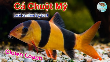 Cá Chuột Mỹ - đặc điểm và cách chăm sóc