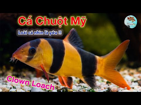Video Cá Chuột Mỹ - đặc điểm và cách chăm sóc - youtube