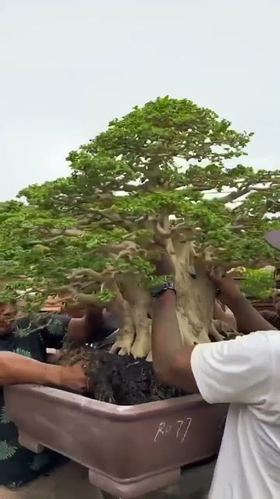 BONSAI 2 MILYAR #bonsai #bonsaitermahal #bonsai2milyar