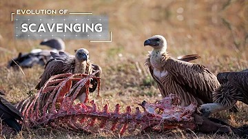 How Vultures Evolved to be Scavengers