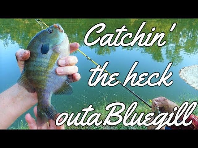 Catching More Catfish & Using our New Rapala Gripper 