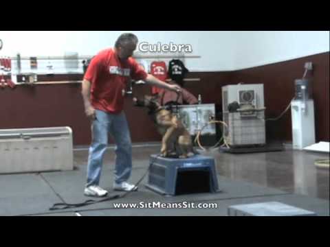 Training a Scared Dog with Sit Means Sit Dog Training | Doovi