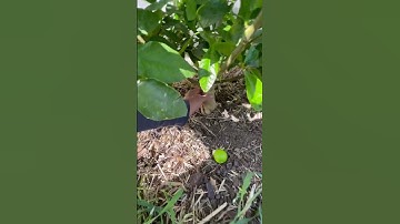 Persian Lime tree with a view of Canada. Citrus zone 8b Olympic Peninsula. Cold hardy citrus PNW