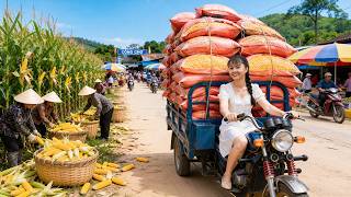 Harvesting 1000KG Corn Kernels for Livestock Feed | 3-Wheel Truck Full of Corn Bags