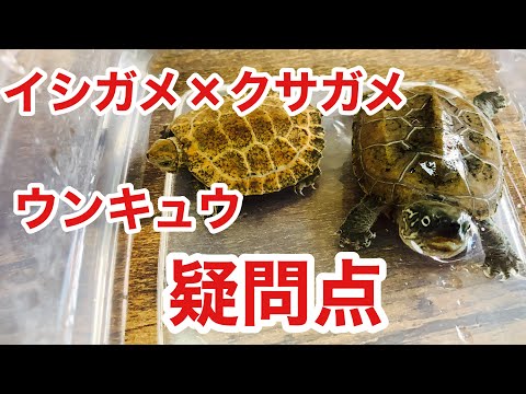 日本に棲むカメ2種の交雑問題を考えていたら疑問が