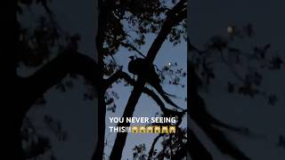Peacock Where Do They Sleep peacock nature viral short shorts short