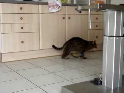 Plantigradie Chez Un Chat Diabetique Au Moment Du Diagnostic Youtube Plantigradie Chez Un Chat Diabetique Au Moment Du Diagnostic Youtube