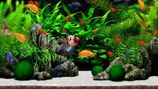 Aquazone Desktop Garden - Goldfish Tank #2 (4K)