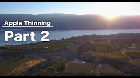 Thinning Ambrosia Apples Like a Pro - Part 2