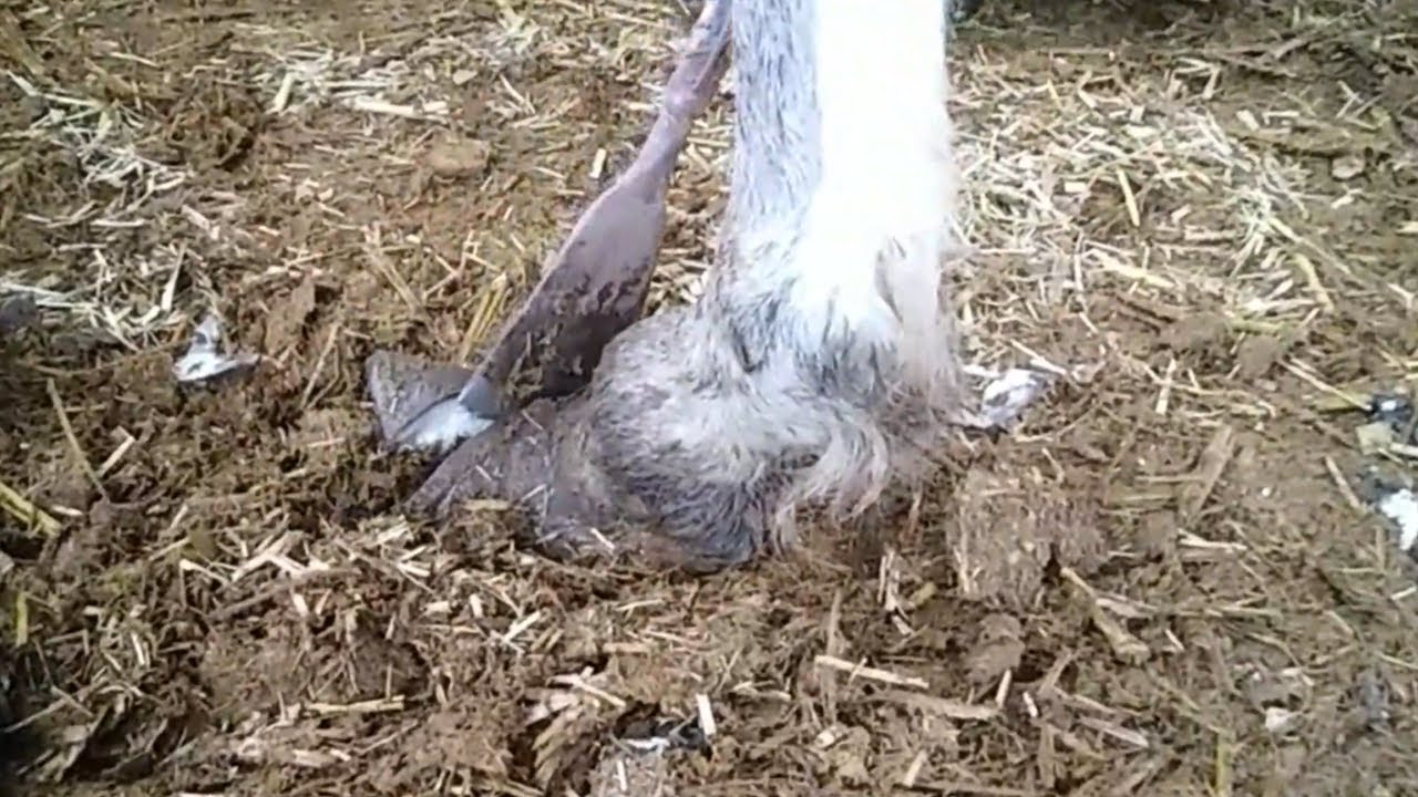 Extra long donkey hooves! The master easily cuts with a 1 meter long