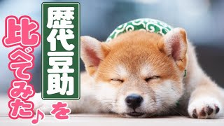 豆助のおひるね祭りちょこまか石畳ダーッシュ【豆助通信】豆柴Japanese dog mameshiba