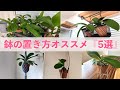 【今すぐ見直し!】胡蝶蘭の鉢の置き方にはポイントがある