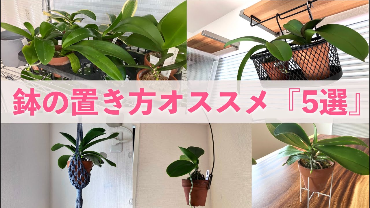 【今すぐ見直し！】胡蝶蘭の鉢の置き方にはポイントがある