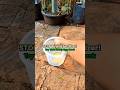 STOP Buying Fertilizer! Try This Crazy Egg Hack #gardeninghacks #diy #harvest