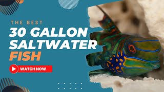 The Best Saltwater Fish for a 30 Gallon Tank The Best Saltwater Fish for a 30 Gallon Tank
