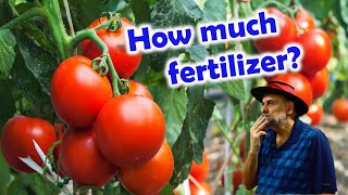 How Much Fertilizer do Tomato Plants Need?