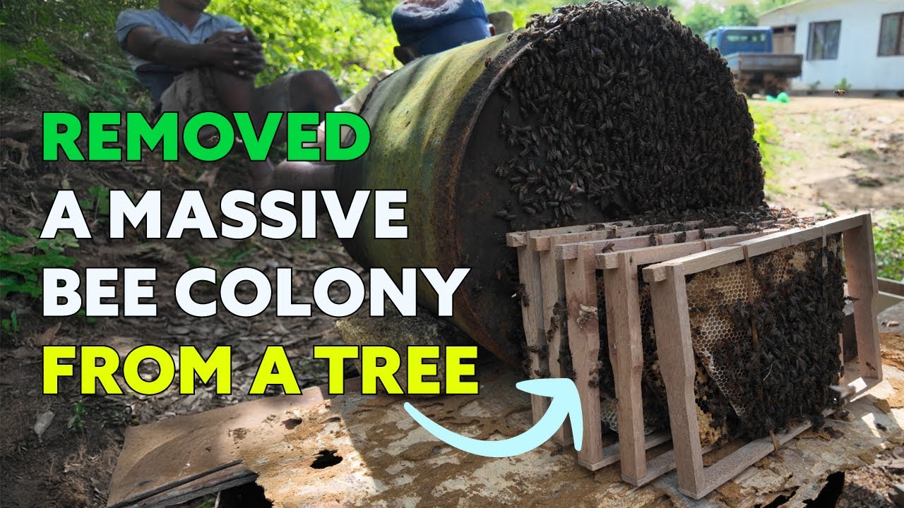 We Relocated a Massive Honey Bee Colony from a Rambutan Tree