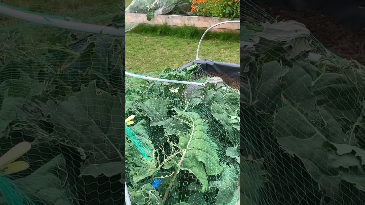 Watch The dreaded cabbage butterfly on YouTube Watch The dreaded cabbage butterfly on YouTube