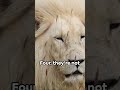 The mystery of the white lions africas rare and regal kings