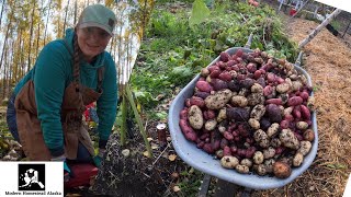 Abundant Harvest: Alaskan Homestead's Final Garden Yields Hundreds of Pounds of Potatoes in 2023