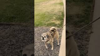 Are you a dog or cat person?