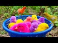 Catching chickenscute chickensrainbow chickenscolorful chickensrainbow chickensanimals cute 104