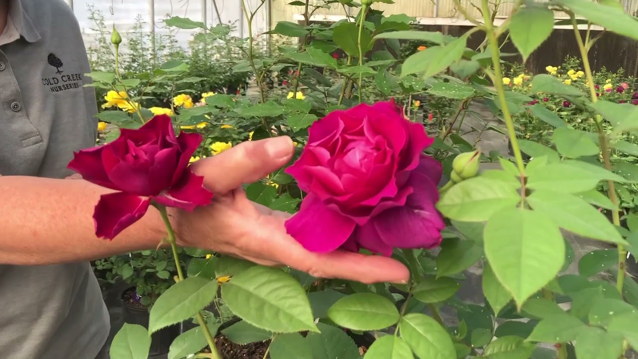 The Rose House YouTube