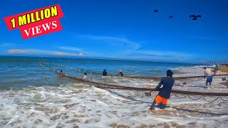 Amazing Beach Seine Net Fishing  Hundred Of Fish Catching In Sea