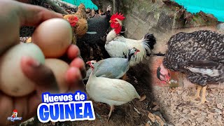 Las Guineas estan poniendo huevos | Cómo está la gallina Enferma