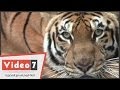 بالفيديو..حارس بحديقة حيوانات الجيزة: النمور المصرية أشرس من الأسود