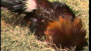 Cockfight Raid