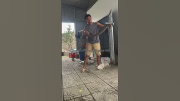 🚨 Cảnh Báo! Rắn Độc Bò Vào Nhà Mùa Ngập Lụt – Cách Phát Hiện Và Xử Lý Kịp Thời #snake