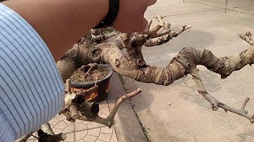 Triển lãm cây cảnh Bắc Giang 2018